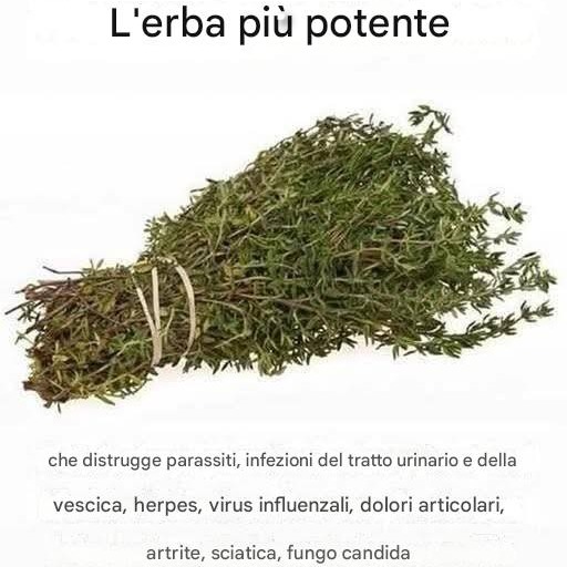 L’ERBA PIÙ FORTE CHE DISTRUGGE PARASSITI, INFEZIONI DEL TRATTO URINARIO E DELLA VESCICA, HERPES E VIRUS DELL’INFLUENZA